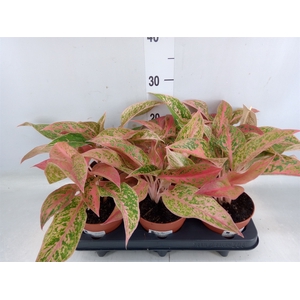 Aglaonema   ...