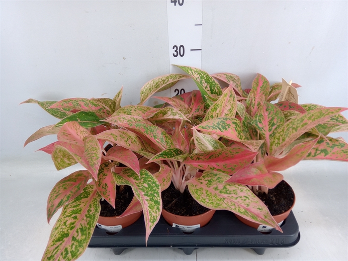 <h4>Aglaonema   ...</h4>