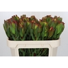 Leucadendron Laurel Yellow