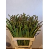 Crocosmia Klbl Met Bes