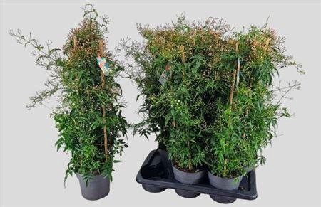 <h4>Jasm Polyanthum Wit</h4>