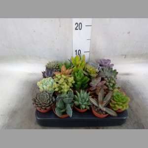 Succulents   ...