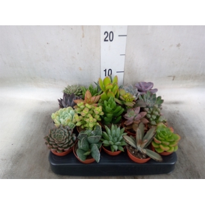 Succulents   ...