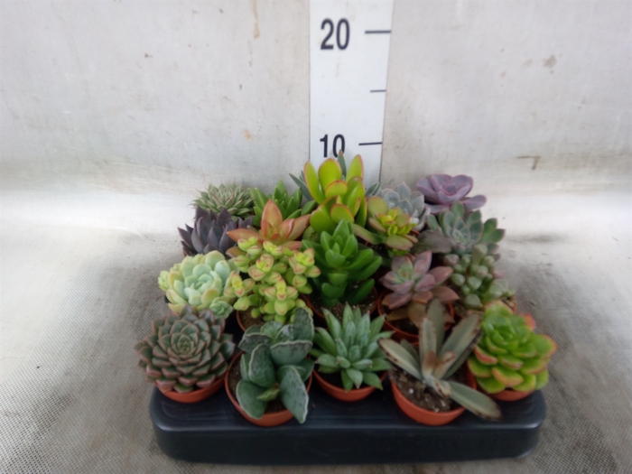 <h4>Succulents   ...</h4>