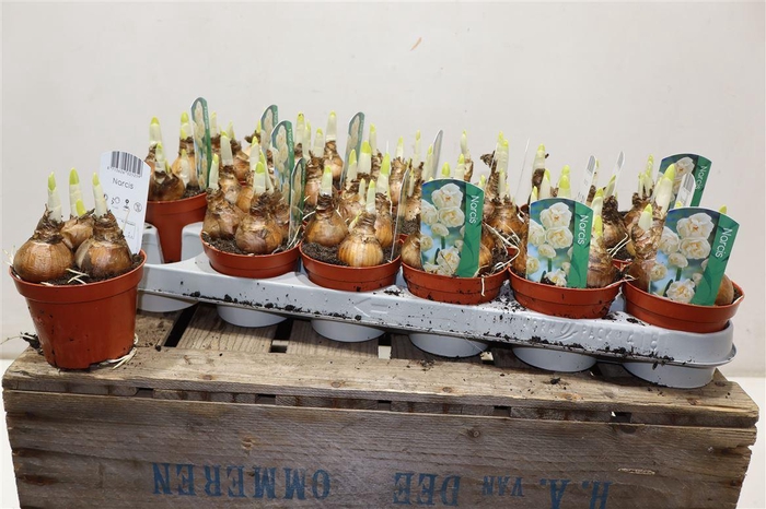 <h4>Narcis T Abba</h4>