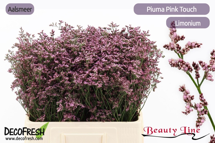 <h4>LIM PIUMA PINK TOUCH</h4>