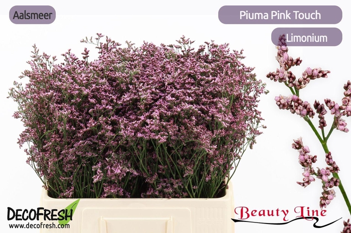 <h4>LIM PIUMA PINK TOUCH</h4>