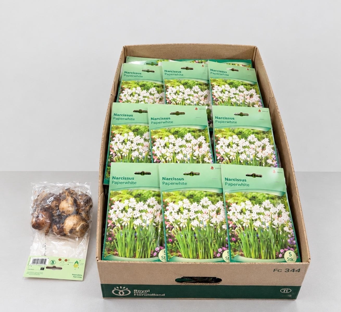 <h4>BLOEMBOL NARCIS</h4>