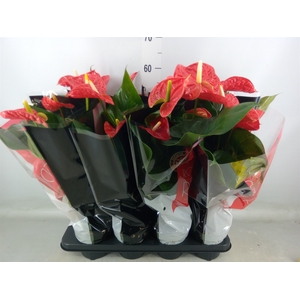Anthurium andr. 'Madural'