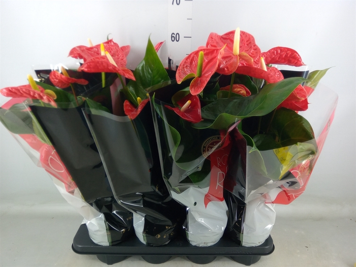<h4>Anthurium andr. 'Madural'</h4>