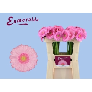 GERBERA MI 'KIMSEY'