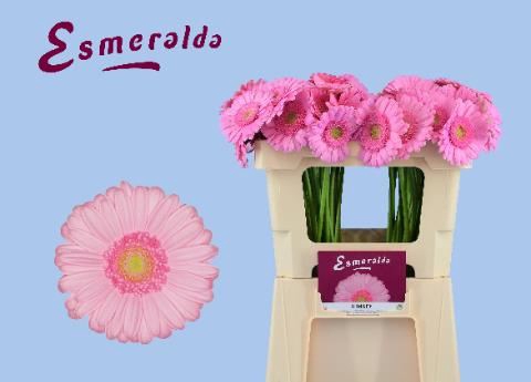 <h4>GERBERA MI 'KIMSEY'</h4>