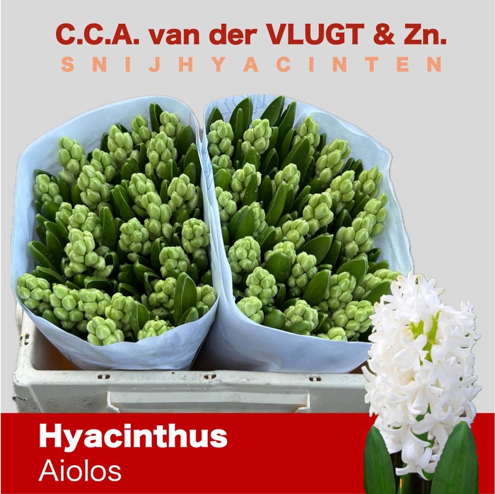 <h4>HYAC AIOLOS</h4>