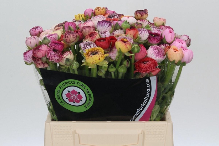 <h4>RAN GEM IN BOS</h4>