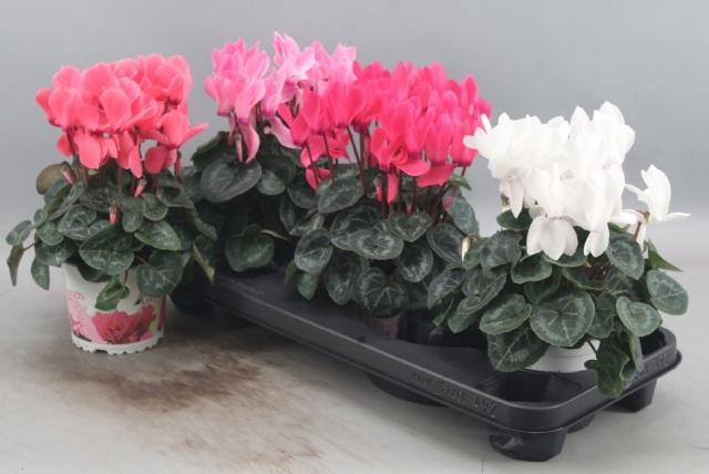 <h4>CYCL GR SUP XL</h4>