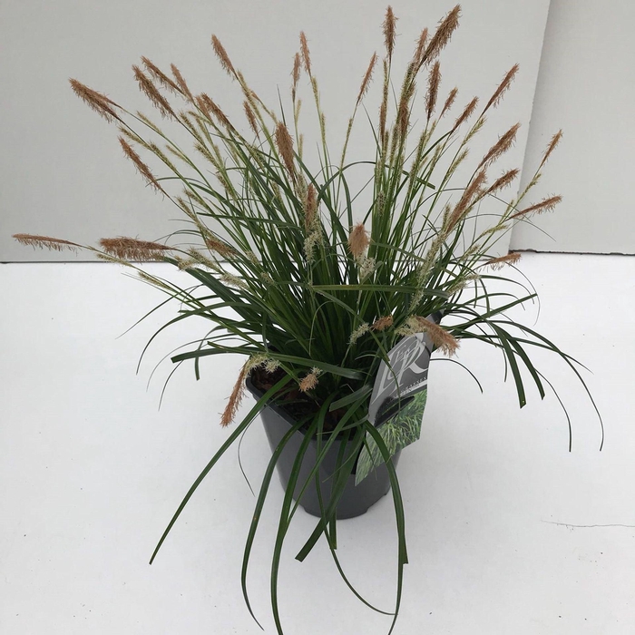 <h4>Carex oshimensis</h4>