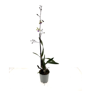ORCHIDEEEN OVERIG