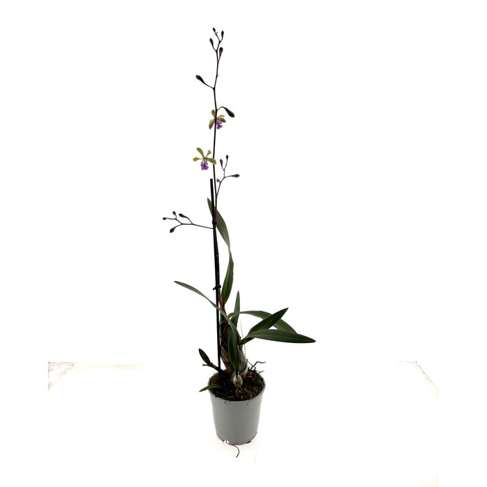<h4>ORCHIDEEEN OVERIG</h4>