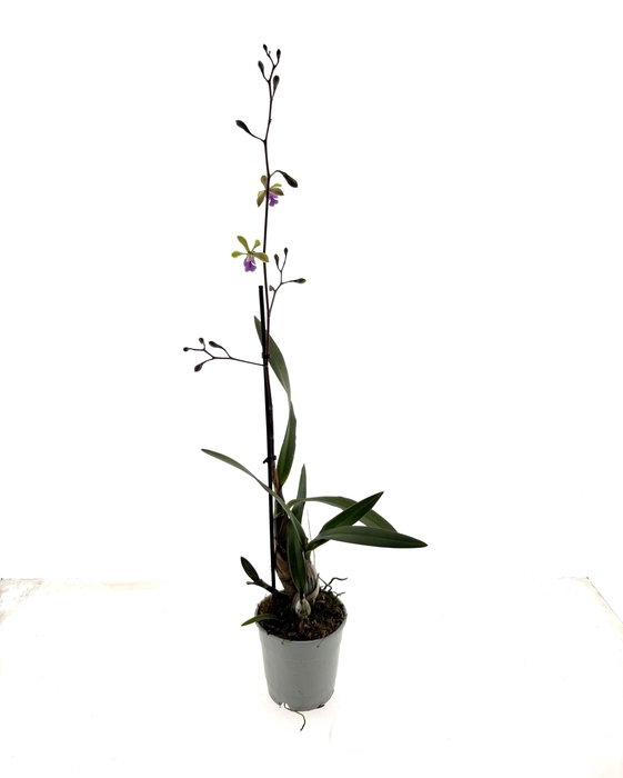 <h4>ORCHIDEEEN OVERIG</h4>