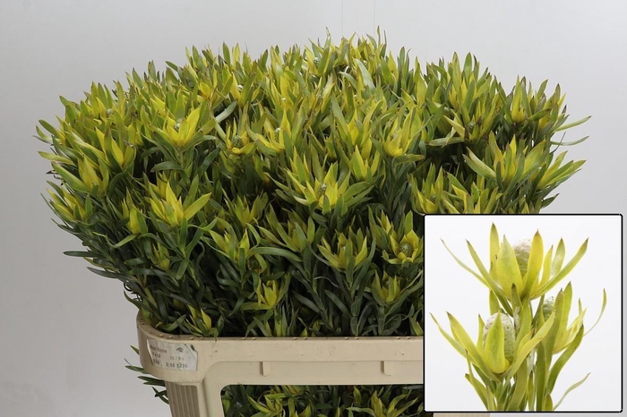 <h4>LEUCAD PIZZA</h4>