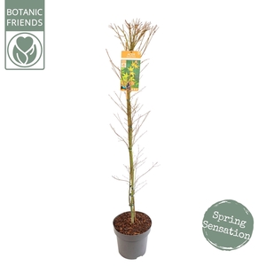 Acer palm. 'Katsura'