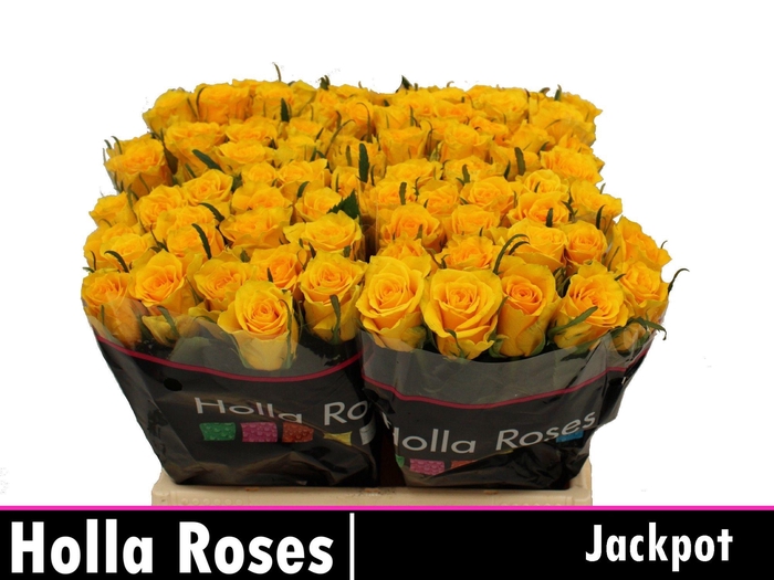 <h4>R GR JACKPOT+</h4>