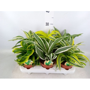 Dracaena   ...mix