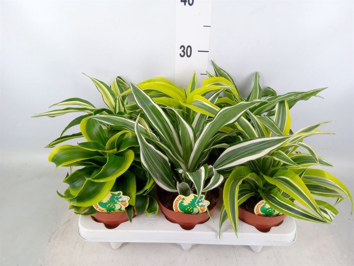 <h4>Dracaena   ...mix</h4>