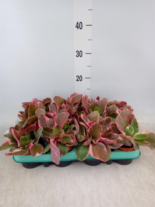 <h4>Kalanchoe NF   ...</h4>