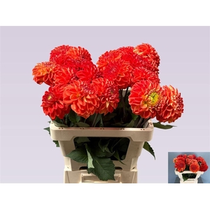 Dahlia Orange Crush