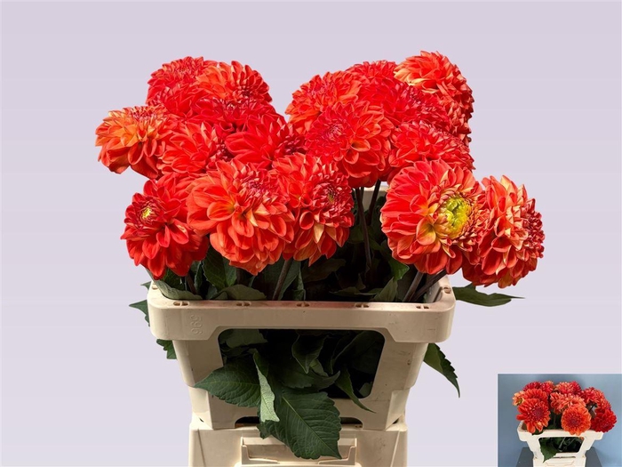 <h4>Dahlia Orange Crush</h4>