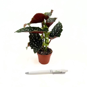 BEGONIA MACULATA p6