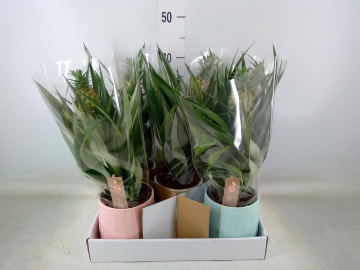 <h4>Ananas  'Mi Amigo'</h4>