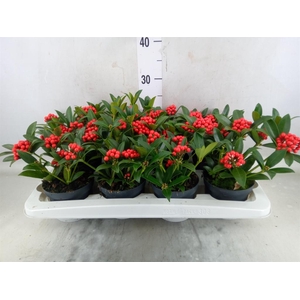 Skimmia jap. 'OBerries Red'