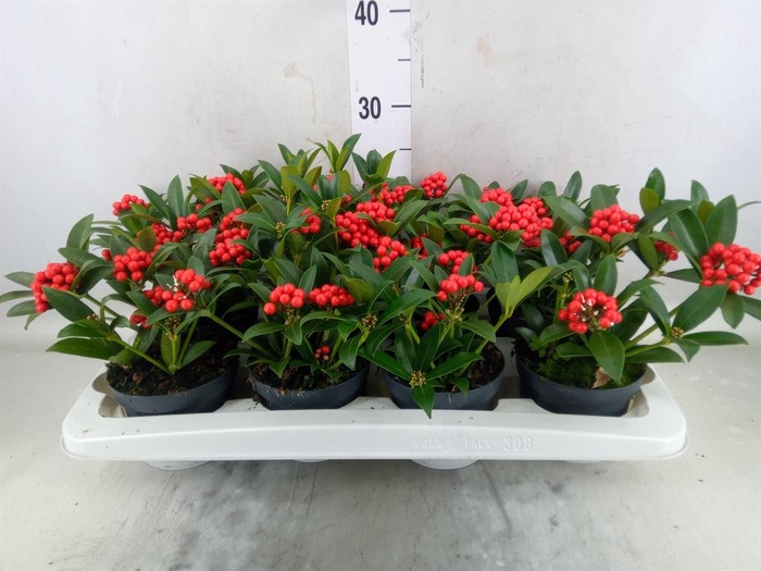 <h4>Skimmia jap. 'OBerries Red'</h4>