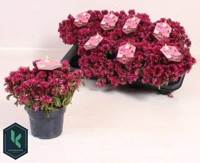 <h4>SEDUM SPU SPOT D ROS</h4>