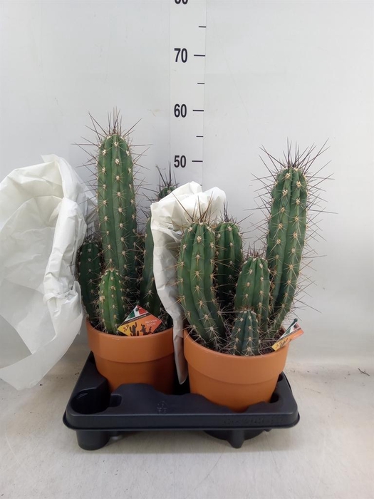 <h4>Cactus   ...</h4>