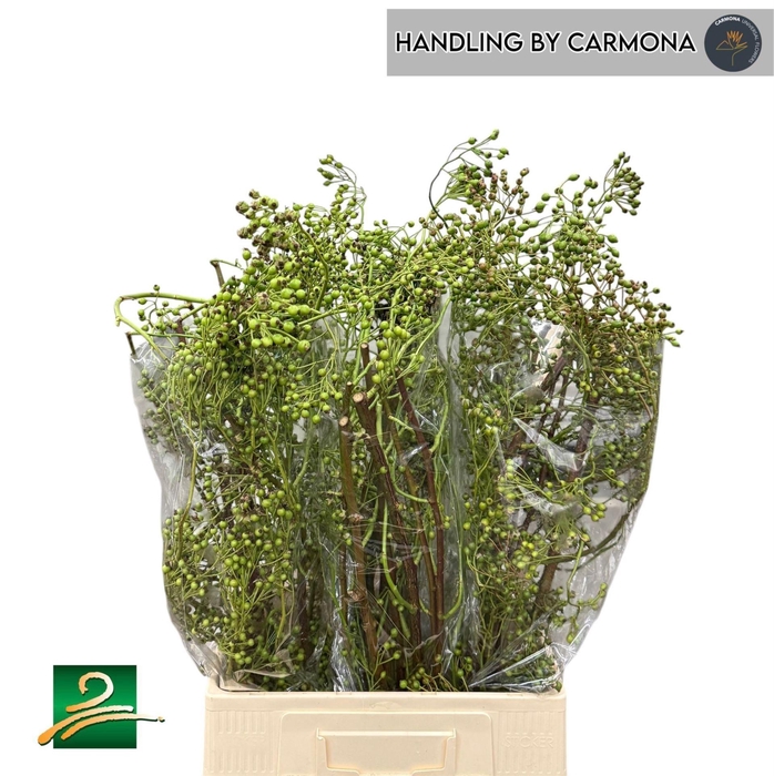 <h4>ROSA RB 'CORALLO'</h4>