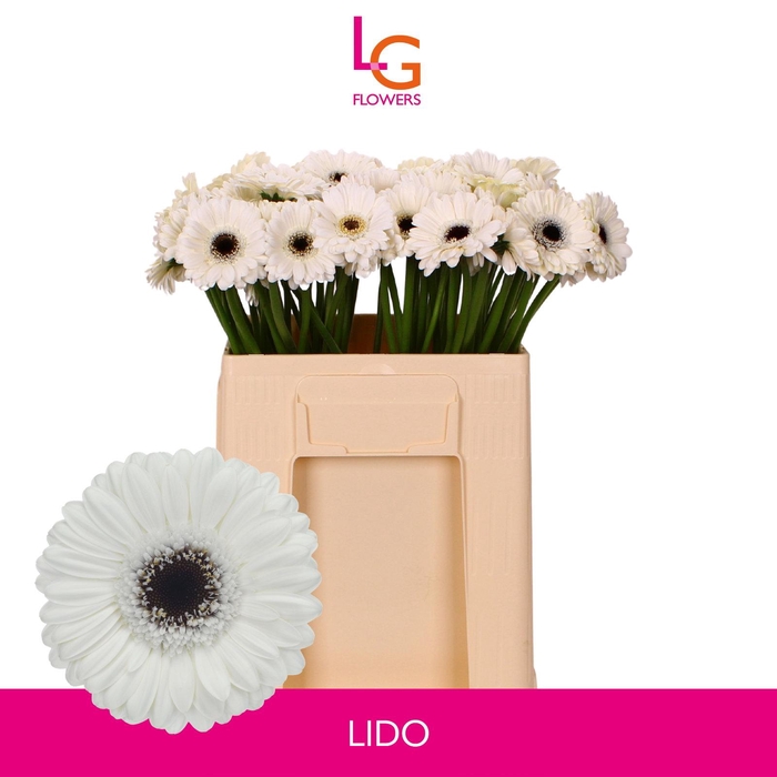 <h4>Germini Lido Water</h4>