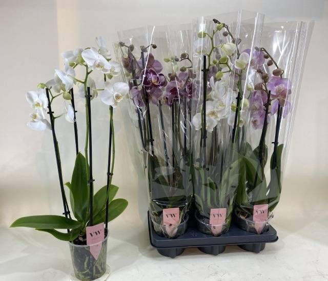<h4>PHAL GEM</h4>