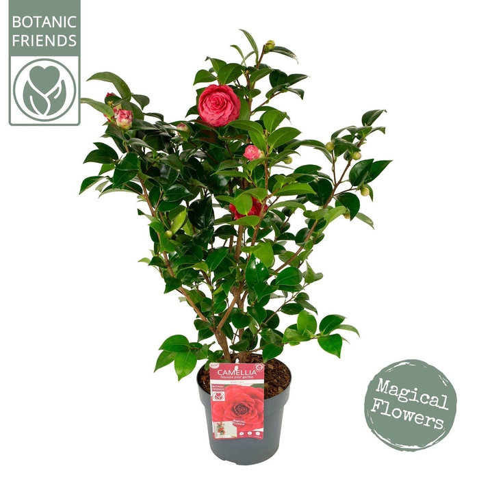 <h4>Camellia japonica</h4>