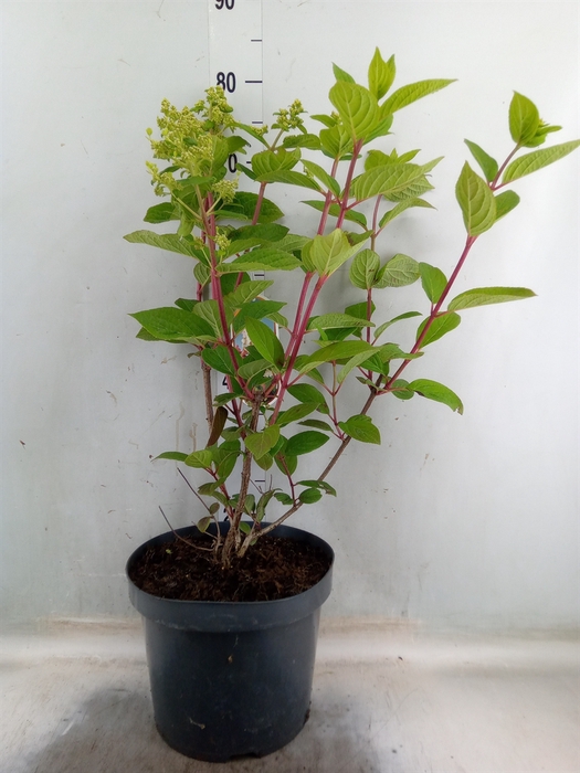<h4>Hydrangea pan.</h4>