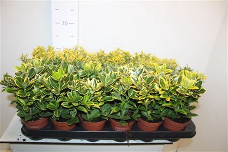 <h4>Euonymus Jap Gem</h4>