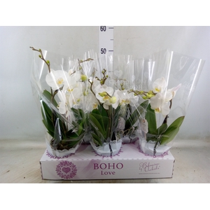 Phalaenopsis   ...white