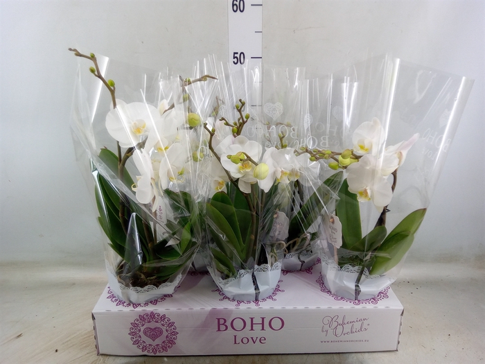 <h4>Phalaenopsis   ...white</h4>
