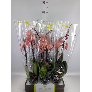 Phalaenopsis   ...orange