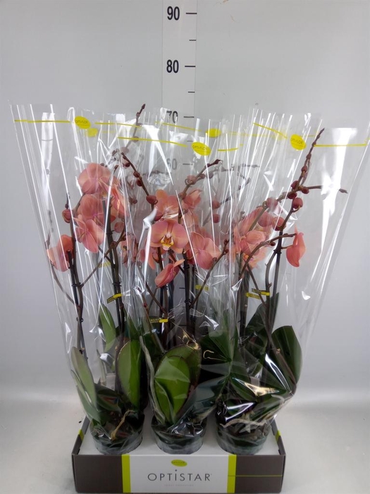 <h4>Phalaenopsis   ...orange</h4>