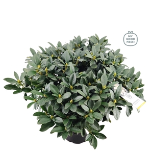Rhododendron 100cm /25 liter 'Cunningham's White'