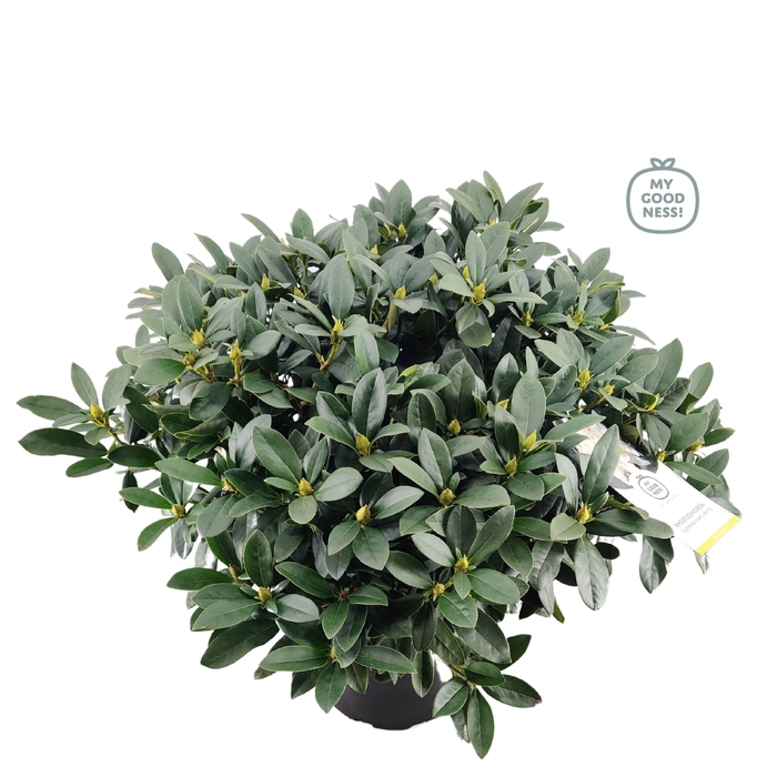 <h4>Rhododendron 100cm /25 liter 'Cunningham's White'</h4>