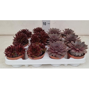 Sempervivum   ...